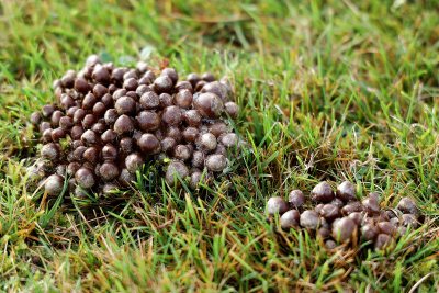 野生菌蘑菇生长环境菌类山菌