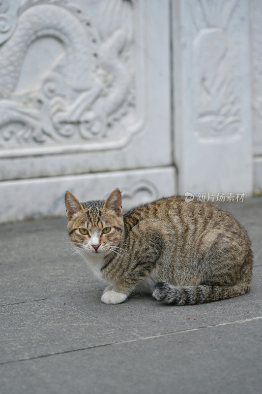 柳州文庙，古建筑与猫