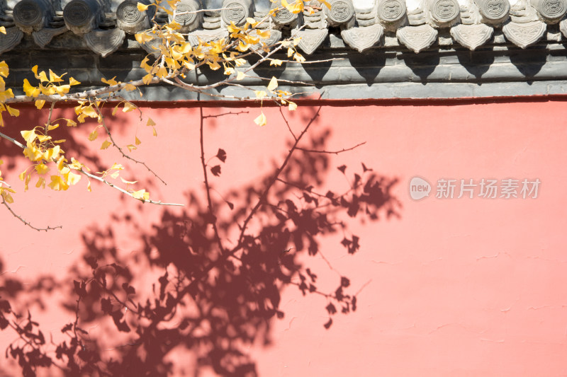 故宫红墙与秋天黄叶