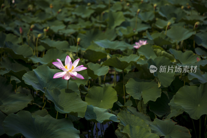 夏季公园荷塘荷叶丛中荷花特写