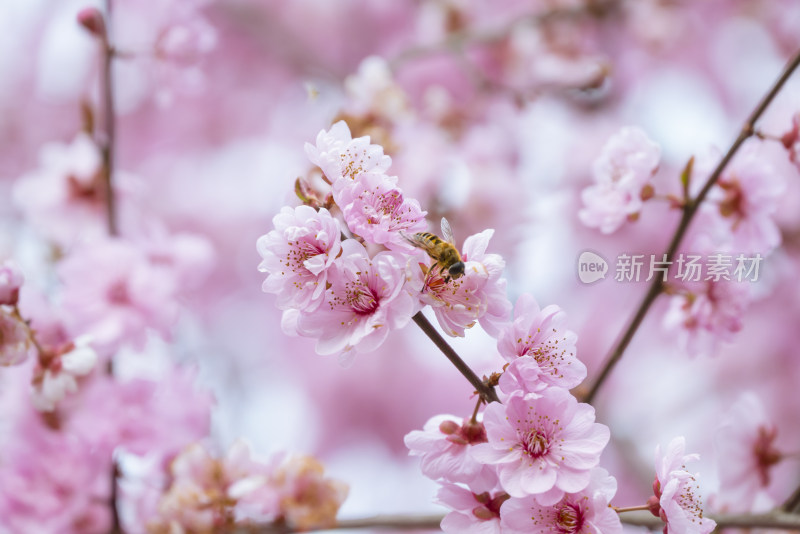 杭州西溪灵峰探梅梅花