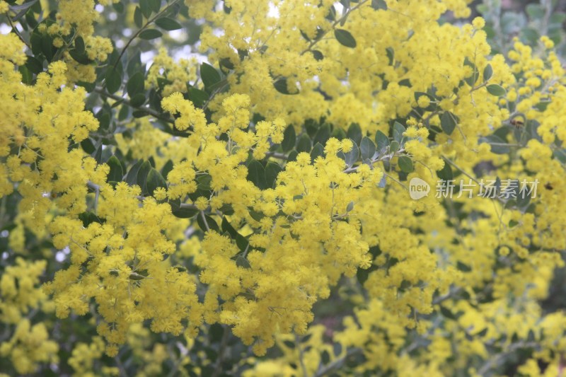 广东东莞：银叶金合欢花开正盛