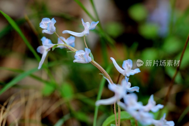 野生中药材元胡的花朵和果实