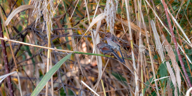 棕头鸦雀（Paradoxornis webbianus）