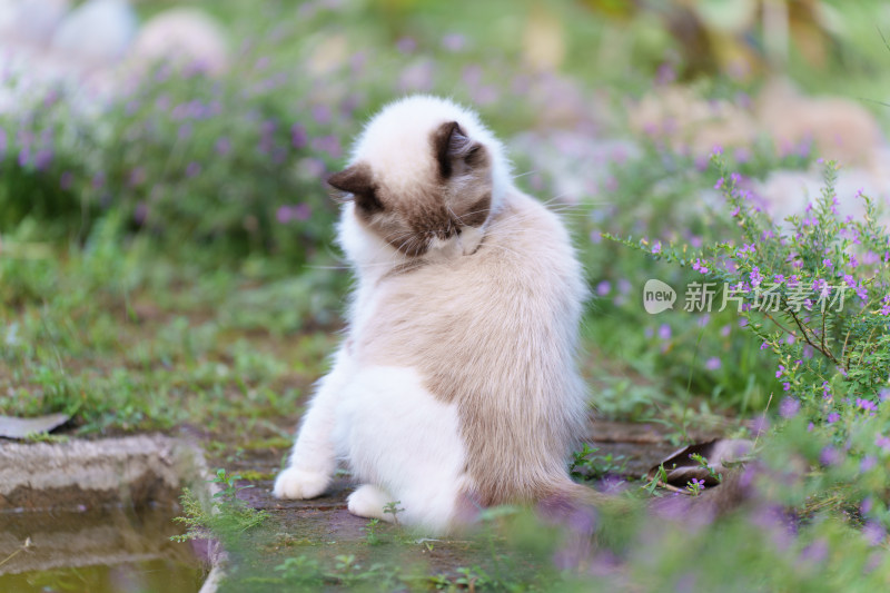 草地上的优雅布偶猫