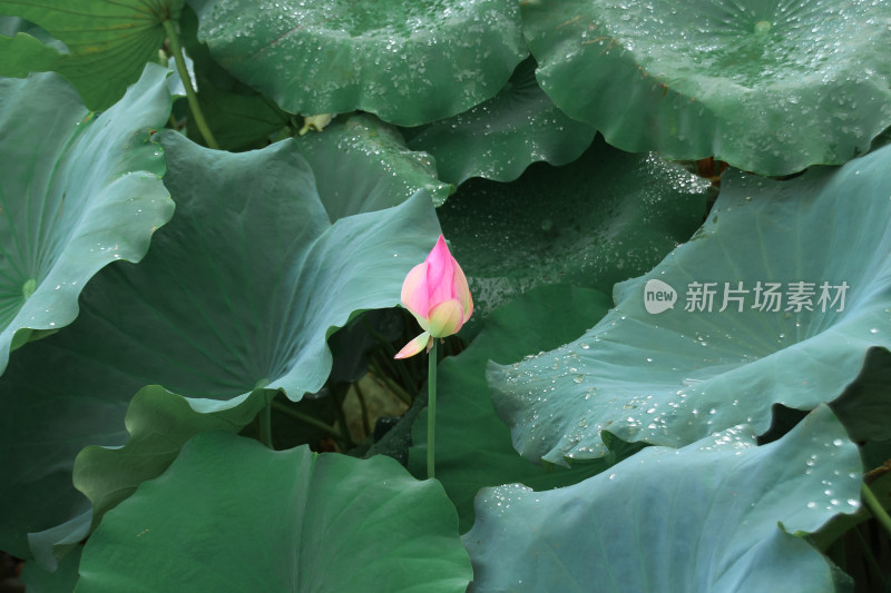 雨后水珠荷塘清韵