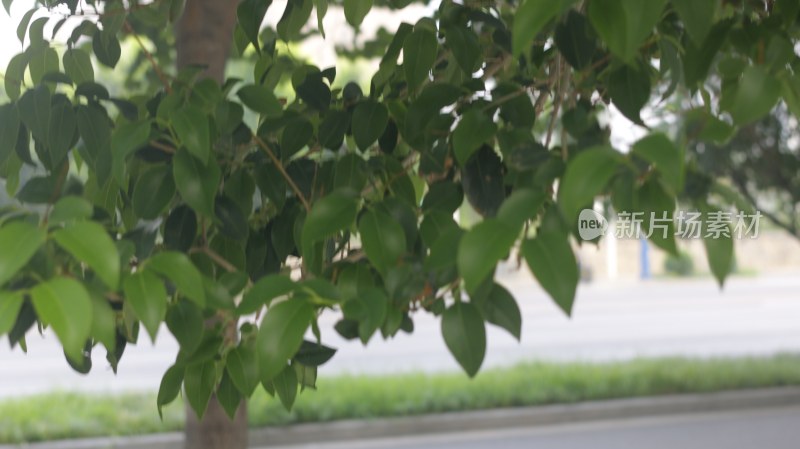 路边绿树繁茂枝叶