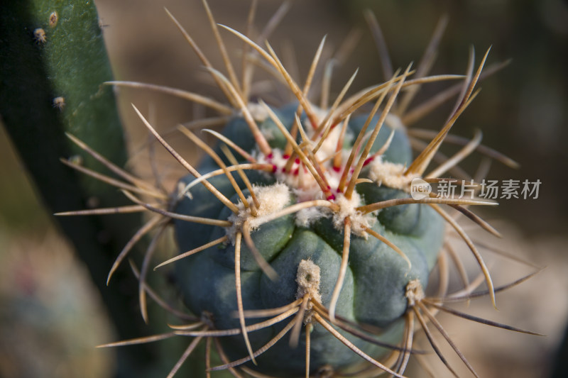 花花草草仙人植物