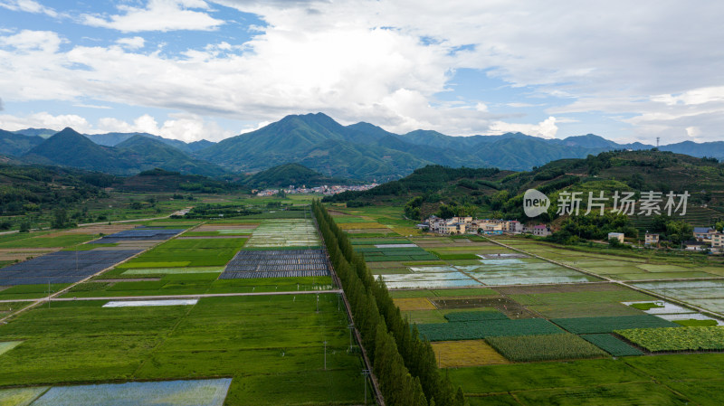 航拍乡村绿色稻田