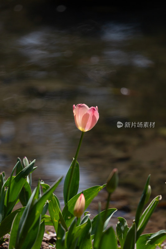 2025年3月杭州太子湾郁金香特写