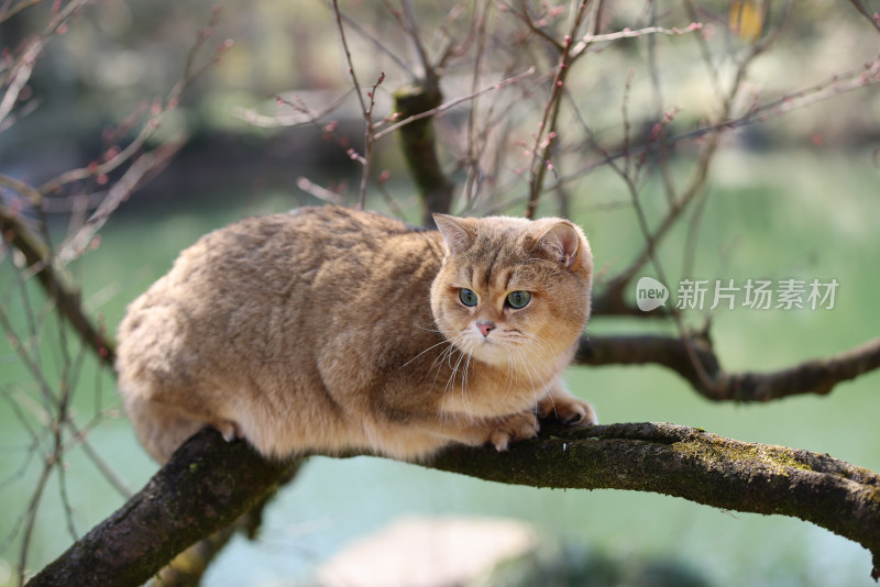 爬在树上的宠物猫金渐层