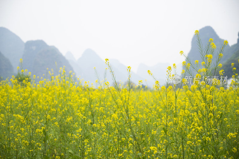 桂林的油菜花