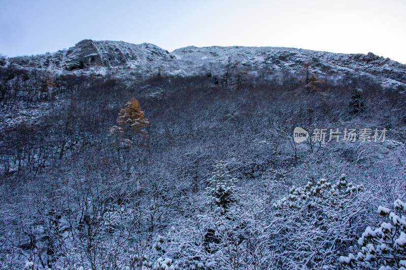 冬日静谧的雪后山林