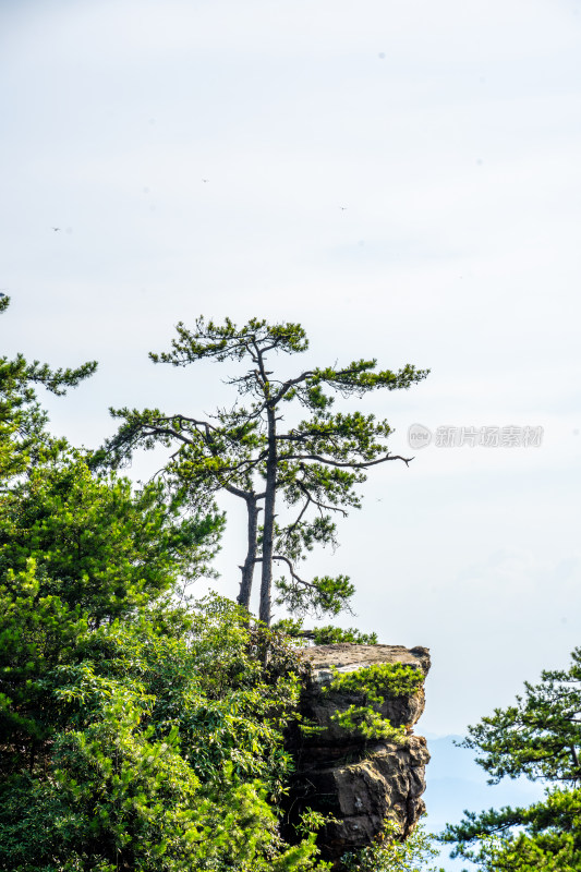 中国湖南张家界景区奇特山峰与茂密森林