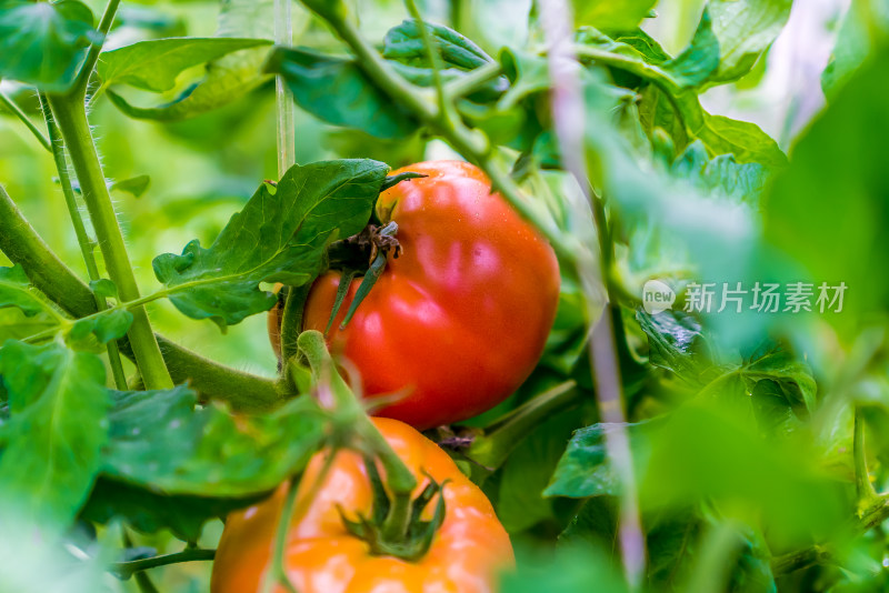 中国西藏日喀则蔬菜基地