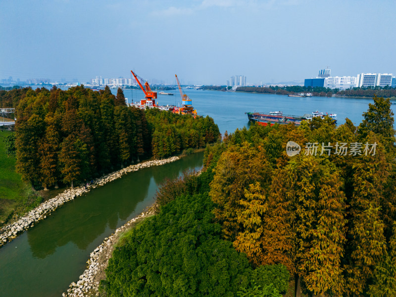 佛山顺德水杉林