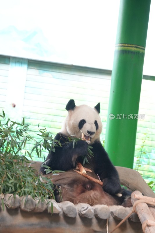 大熊猫坐卧进食竹子