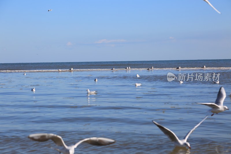 海边海鸥飞翔与戏水场景