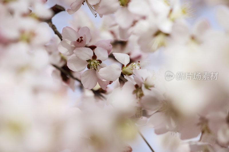 北京国家植物园春天的山桃花