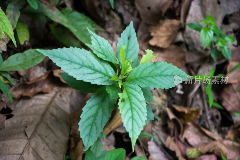 地面长出的绿色植物