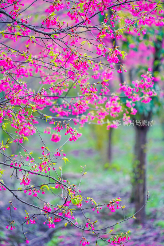 桃花樱花油菜花