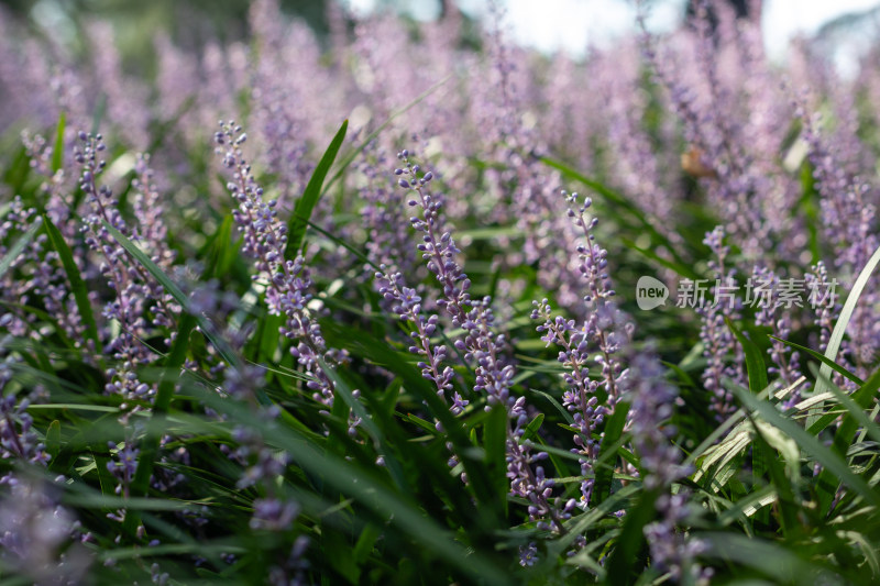 杭州花港观鱼公园里的紫色花卉麦冬景观