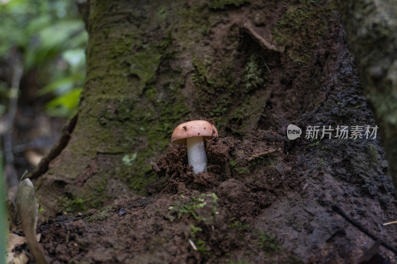 蘑菇 野生菌 真菌  山珍 红菇 大自然 森林