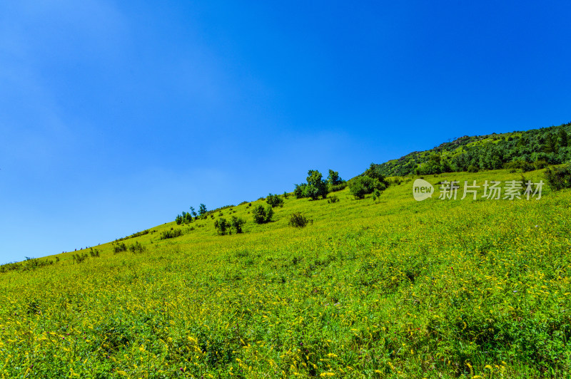 夏季蓝天白云绿色高山草甸群山大气风光