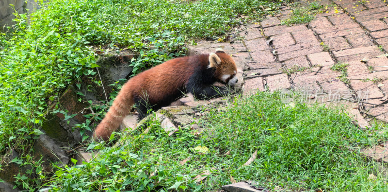 可爱的小熊猫