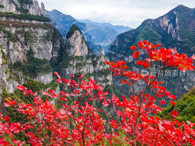 长江三峡巫峡红叶