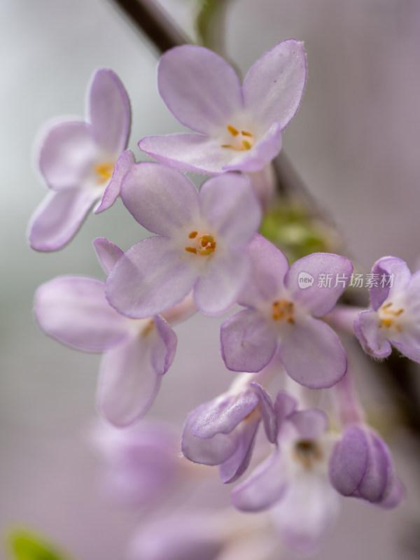 春天的芫花特写