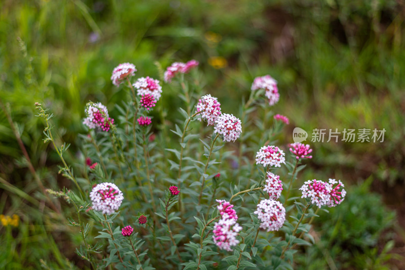 草原野花