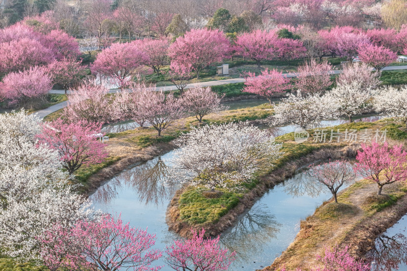 花开海上梅花节