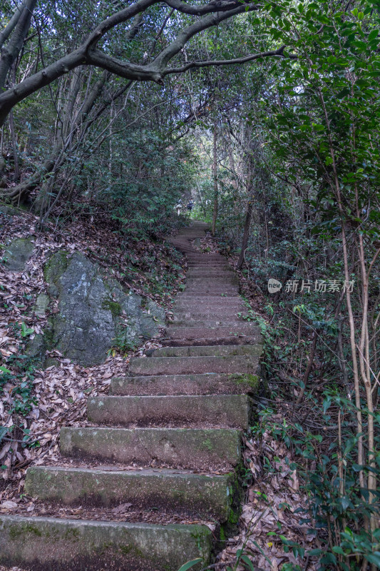 杭州午潮山石阶路景，绿意盎然的登山小径