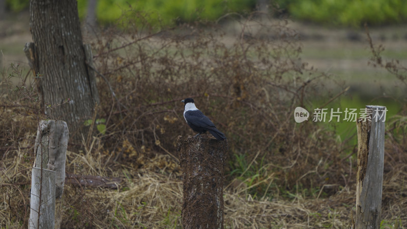 深圳宝安九围湿地公园鹭岛生态实拍