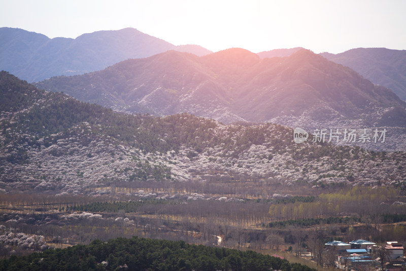 北京大山春天满山桃花