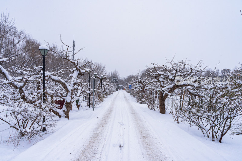 冬季雪中的果园庄园