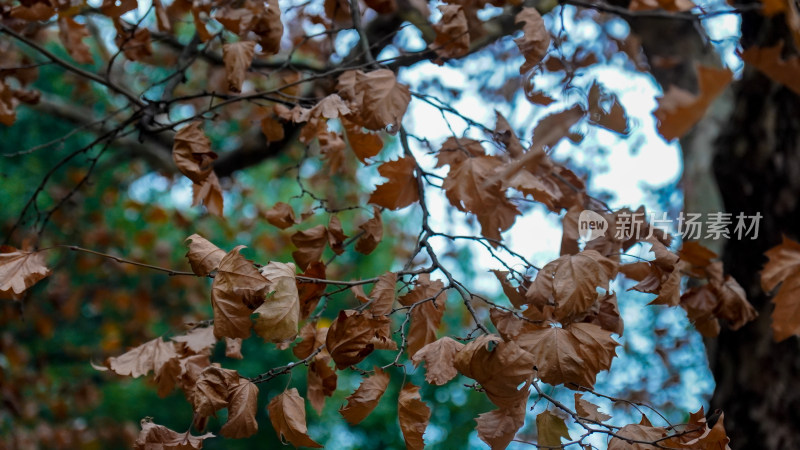 秋天枯萎枫树枫叶植物摄影图