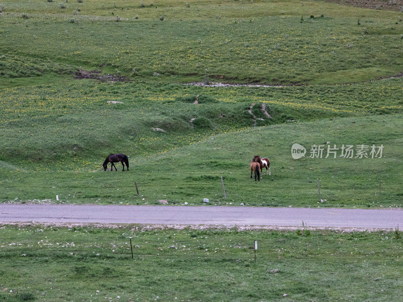 夏天新疆伊犁，绿色草原上几匹正在吃草的马