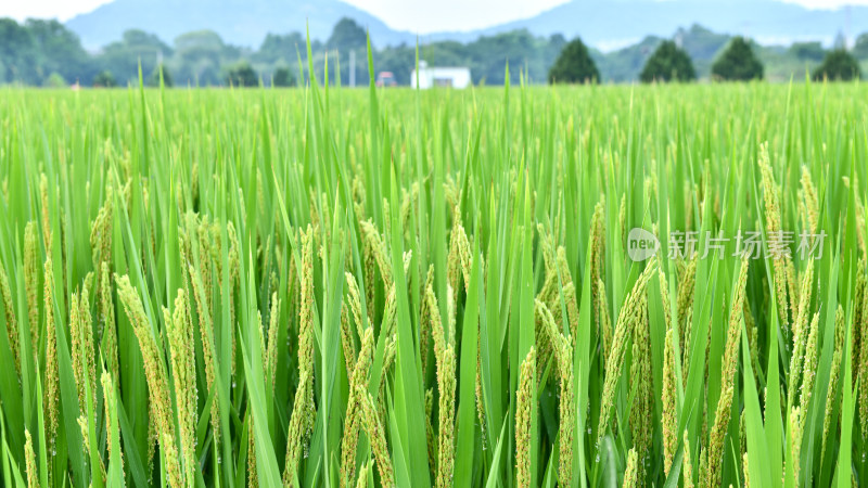 开花的水稻稻田稻穗,乡村经济