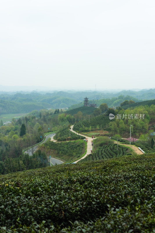 湖北省谷城县五山镇山茶茶园风景