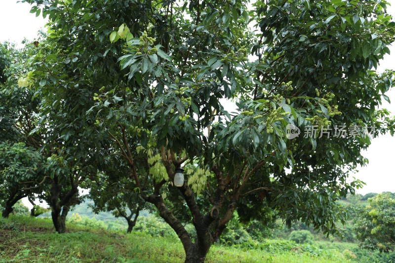 荔枝园里的荔枝树