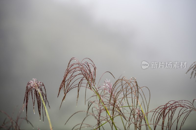 重庆酉阳：霜降后的小草“披金戴银”