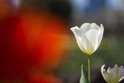 郁金香 花 爱 高贵