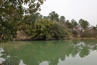 平静湖水边繁茂树林的自然景观