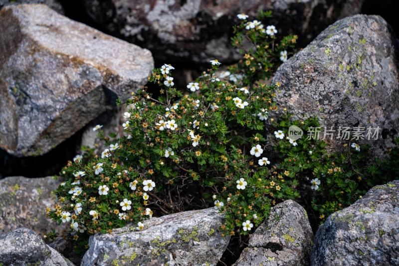 石头缝中盛开的小花