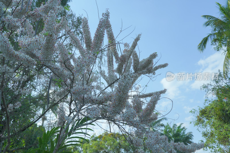 盛开的节荚决明花