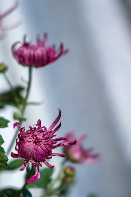 室内盆栽静物菊花，花朵秋天紫色宁静背景