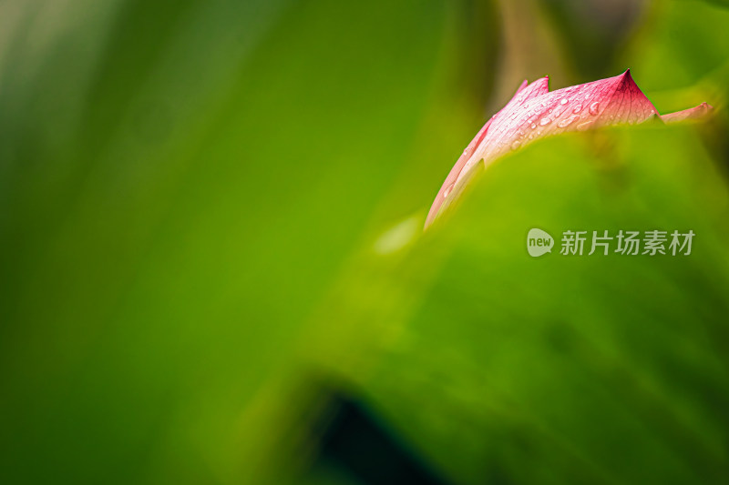 雨后荷花上的水珠