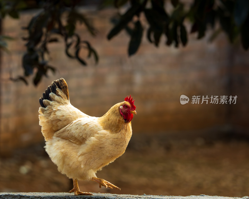 单脚向前站立的鸡